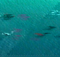 40-45 Minute Port Stephens and Stockton Beach Helicopter Flight - For 2 - Pubs Perth