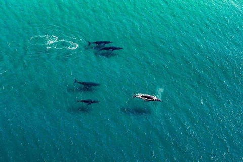 40-45 Minute Port Stephens And Stockton Beach Helicopter Flight - For 2 - Pubs Perth 0
