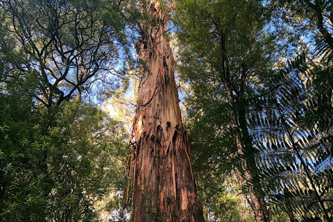 Ultimate Reverse Direction - 12 Apostles, Great Ocean Road - Small Group Tour - Pubs Perth 2