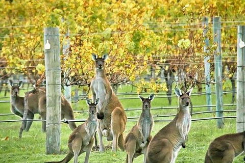 Margaret River Indulge And Discover Day Tour - Pubs Perth 0