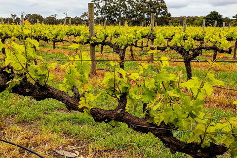 Margaret River Indulge And Discover Day Tour - Pubs Perth 5