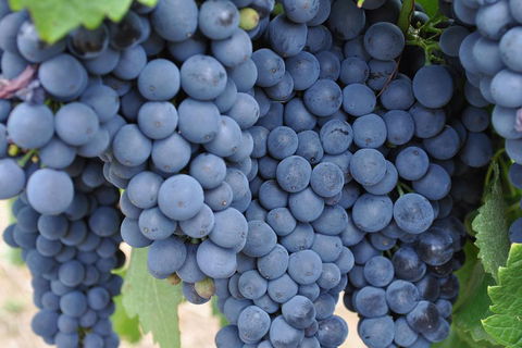 Adelaide Hills Day Tour. Winery Cellar Doors - Pubs Perth 3