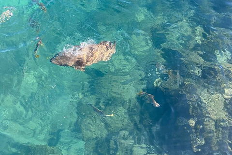 Aquascene Magnetic Island Discovery Tour - Pubs Perth 1