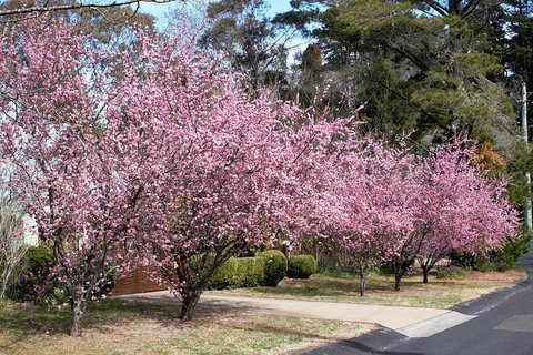 Blue Mountains - Pubs Perth 1