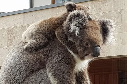 Adelaide Shore Excursion: Adelaide City Tour By Private Limo - Pubs Perth 4