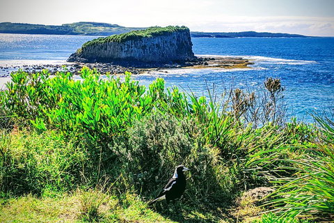 Erupting Blowholes And Ancient Rainforests With 'Personalised Sydney Tours' - Pubs Perth 3