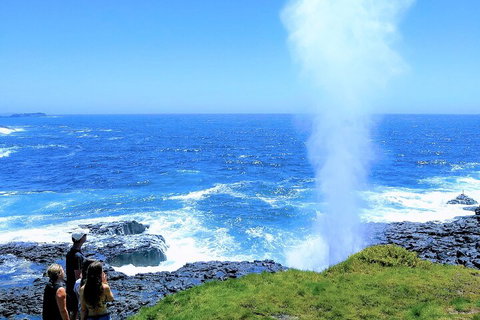 Erupting Blowholes And Ancient Rainforests With 'Personalised Sydney Tours' - Pubs Perth 5