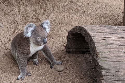 Australian Wildlife & Waterfalls Private Tour With 'Personalised Sydney Tours' - Pubs Perth 0