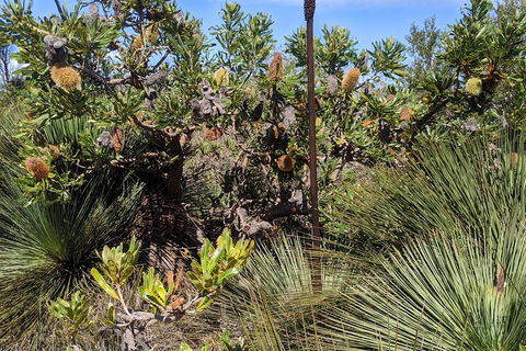 Australian Wildlife & Waterfalls Private Tour With 'Personalised Sydney Tours' - Pubs Perth 1