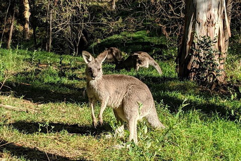 Australian Wildlife & Waterfalls Private Tour With 'Personalised Sydney Tours' - Pubs Perth 3