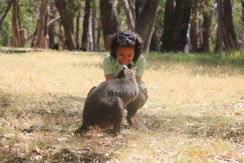 Cleland Wildlife Park Tour From Adelaide Including Mount Lofty Summit - Pubs Perth 1