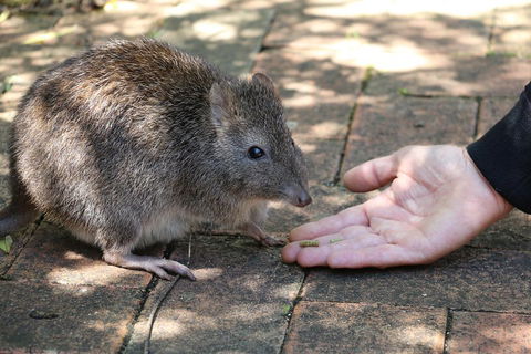 Cleland Wildlife Park Tour From Adelaide Including Mount Lofty Summit - Pubs Perth 2