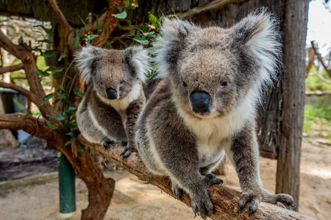 Cleland Wildlife Park Tour From Adelaide Including Mount Lofty Summit - Pubs Perth 3