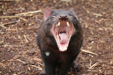 Cleland Wildlife Park Tour From Adelaide Including Mount Lofty Summit - Pubs Perth 4