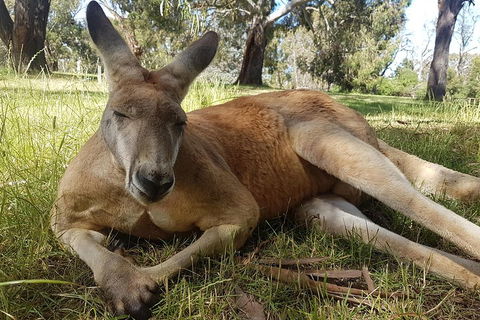 Cleland Wildlife Park Tour From Adelaide Including Mount Lofty Summit - Pubs Perth 5