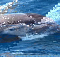 Jervis Bay Dolphin Watch Cruise - Pubs Perth