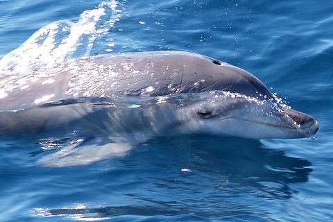 Jervis Bay Dolphin Watch Cruise - Pubs Perth 0