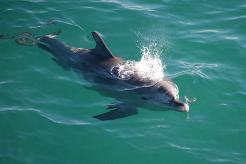 Jervis Bay Dolphin Watch Cruise - Pubs Perth 1