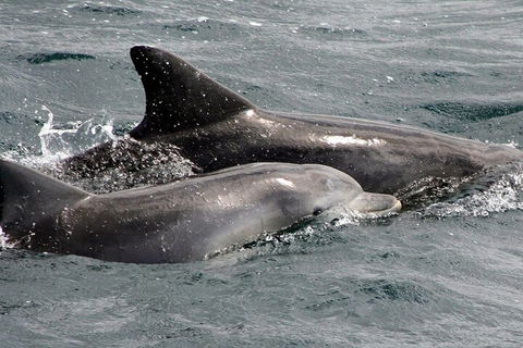 Jervis Bay Dolphin Watch Cruise - Pubs Perth 2