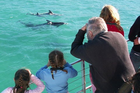 Jervis Bay Dolphin Watch Cruise - Pubs Perth 4