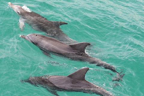 Jervis Bay Dolphin Watch Cruise - Pubs Perth 5