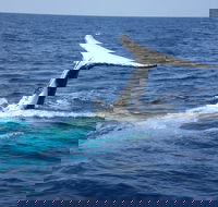 Whale Watching Jervis Bay - Pubs Perth