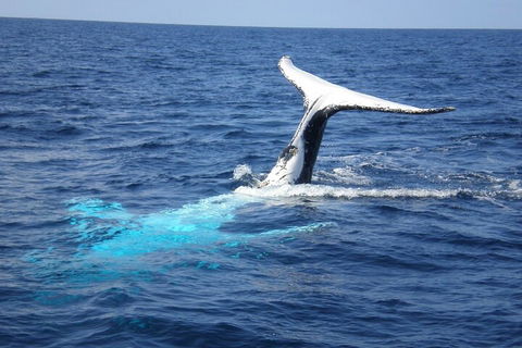Whale Watching Jervis Bay - Pubs Perth 0