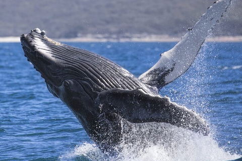 Whale Watching Jervis Bay - Pubs Perth 2