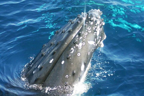Whale Watching Jervis Bay - Pubs Perth 3
