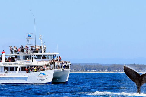 Whale Watching Jervis Bay - Pubs Perth 4