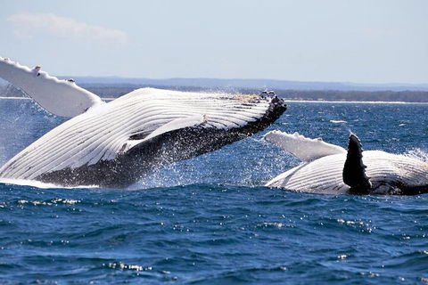 Whale Watching Jervis Bay - Pubs Perth 5
