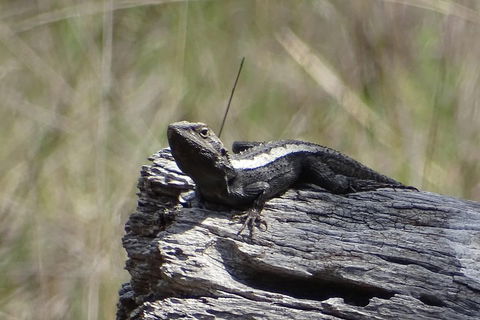Inside The Greater Blue Mountains World Heritage - A Private Wildlife Safari Overnight - Pubs Perth 2