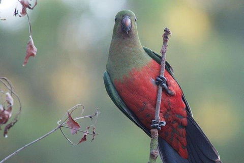 Inside The Greater Blue Mountains World Heritage - A Wildlife Safari Overnight - Pubs Perth 0