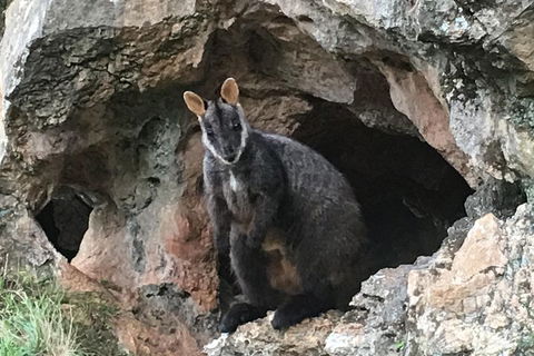Inside The Greater Blue Mountains World Heritage - A Wildlife Safari Overnight - Pubs Perth 1