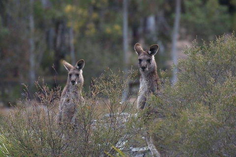 Inside The Greater Blue Mountains World Heritage - A Wildlife Safari Overnight - Pubs Perth 2