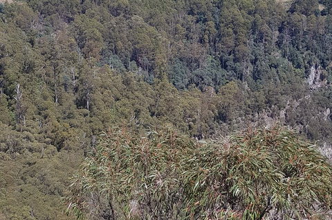 Leven Canyon Day Trip Including Wings Wildlife Park Or Gunns Plains Caves - Pubs Perth 4