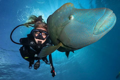 Great Barrier Reef Snorkeling And Diving Cruise From Cairns - Pubs Perth 0