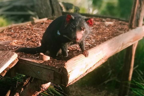 Bonorong Wildlife Park And Richmond Afternoon Tour From Hobart - Pubs Perth 4
