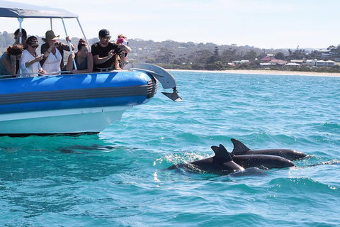 Seal Island Boat Tour From Victor Harbor - Pubs Perth 5