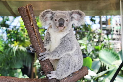 Cairns ZOOM And Wildlife Dome - Pubs Perth 0
