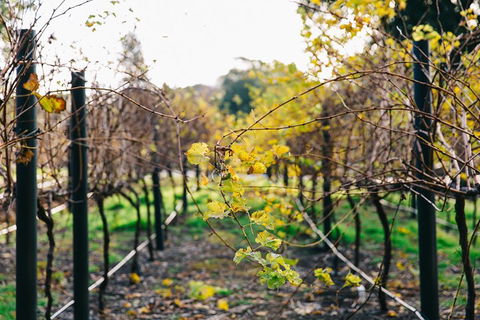 Australian Wine Discovery Tour Ticket - Pubs Perth 4