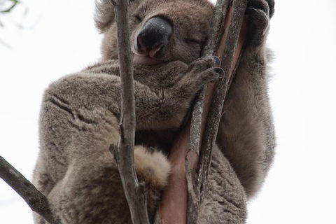 2-Day Kangaroo Island 4WD Small-Group Tour From Adelaide - Pubs Perth 0
