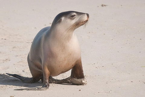 2-Day Kangaroo Island 4WD Small-Group Tour From Adelaide - Pubs Perth 4
