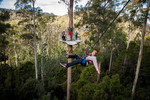 Hollybank Wilderness Adventure - Zipline Tours - Pubs Perth 0
