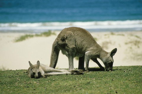 Great Ocean Road Highlights Tour - 2 Days, 1 Night - Pubs Perth 2