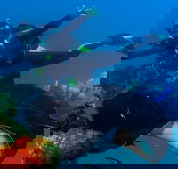 Scuba Dive the S.S. Yongala Wreck on the Great Barrier Reef. - Pubs Perth