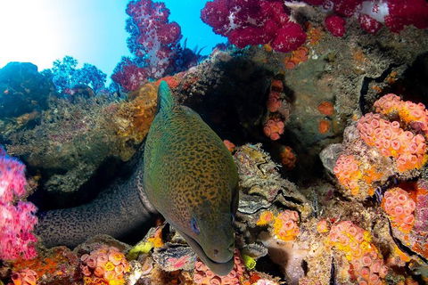 Scuba Dive The S.S. Yongala Wreck On The Great Barrier Reef. - Pubs Perth 1