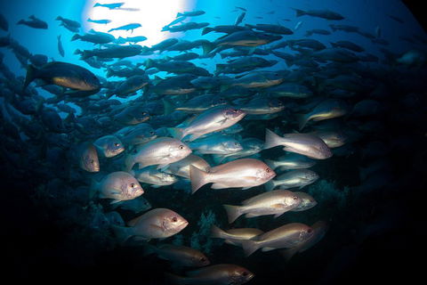 Scuba Dive The S.S. Yongala Wreck On The Great Barrier Reef. - Pubs Perth 4