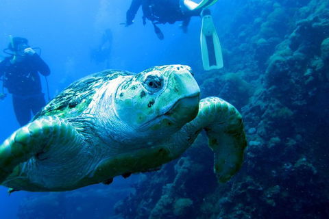 Scuba Dive The S.S. Yongala Wreck On The Great Barrier Reef. - Pubs Perth 5